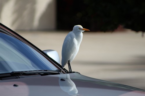 nature-bird-wing-white-car-animal-wildlife-wild-beak-blue-feather-close-up-vertebrate-perching-bird-758636.jpg